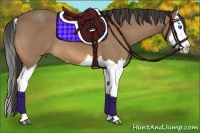 Horse Color:Buckskin Splash 