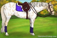 Horse Color:Gold Cream Champagne Roan Appaloosa 