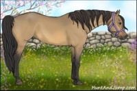 Horse Color:Buckskin Dun