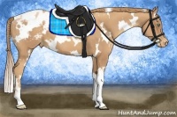 Horse Color:White Spotted Gold Champagne Appaloosa