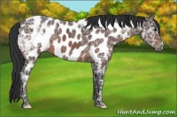 Horse Color:Brown Ice Appaloosa