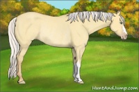 Horse Color:Silver Amber Cream Champagne Dun Rabicano
