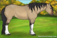 Horse Color:Brown Dun 