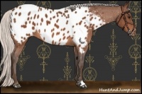 Horse Color:Silver Bay Near Leopard 