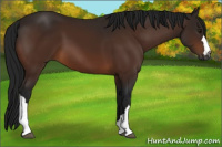Horse Color:Gray Bay 