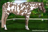 Horse Color:Chocolate Palomino Near Leopard 