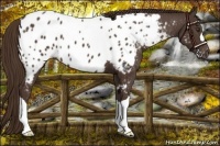 Horse Color:Liver Chestnut Near Leopard 
