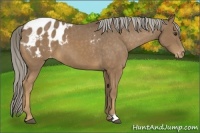 Horse Color:Chocolate Palomino Appaloosa 