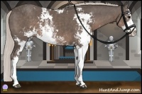 Horse Color:Silver Black Sabino 