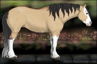 Horse Color:Bay Dun Splash 
