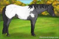 Horse Color:Blue Roan Appaloosa