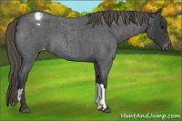 Horse Color:Smoky Blue Roan Varnish 