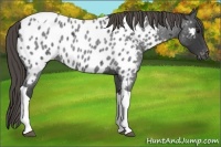 Horse Color:Smoky Blue Roan Tobiano Appaloosa