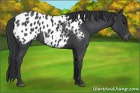 Horse Color:Blue Roan Near Leopard 