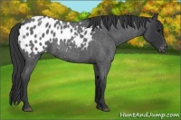 Horse Color:Blue Roan Appaloosa 