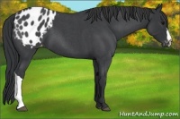 Horse Color:Blue Roan Appaloosa