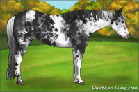 Horse Color:Gray White Spotted Black Sabino Appaloosa