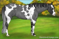 Horse Color:Blue Roan Splash Tobiano