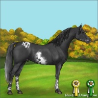 Horse Color:White Spotted Blue Roan Varnish 