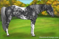 Horse Color:White Spotted Black Tobiano Frame 