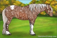 Horse Color:Silver Bay Tobiano Appaloosa