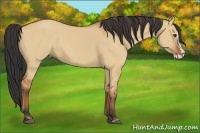 Horse Color:Bay Dun Splash 