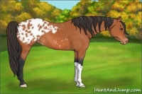 Horse Color:Bay Appaloosa