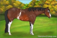 Horse Color:White Spotted Bay 