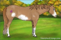 Horse Color:Chestnut Splash Frame and Chestnut Splash Frame