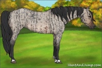 Horse Color:Brown Roan  and Brown Roan Dun 