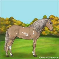 Horse Color:White Spotted Palomino