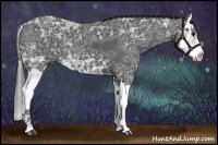 Horse Color:Black Ice Sabino Splash
