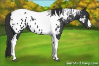 Horse Color:Black Tobiano Appaloosa