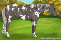 Horse Color:White Spotted Silver Black 