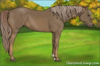 Horse Color:Chocolate Palomino 