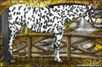 Horse Color:Black Appaloosa