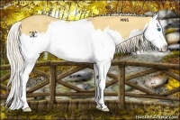 Horse Color:Palomino Splash 