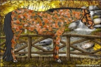 Horse Color:Black Appaloosa 