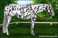 Horse Color:Black Appaloosa  and Black Splash Appaloosa 