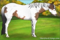 Horse Color:Buckskin Tobiano Frame 