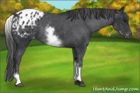 Horse Color:White Spotted Black Appaloosa 