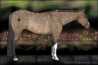 Horse Color:Brown Dun Appaloosa Rabicano
