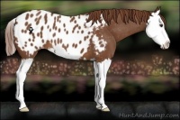 Horse Color:Chestnut Splash Appaloosa 