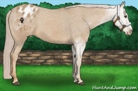 Horse Color:Palomino Appaloosa 
