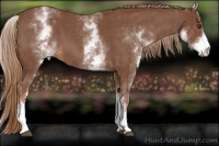 Horse Color:White Spotted Red Roan
