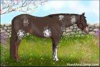 Horse Color:White Spotted Liver Chestnut 