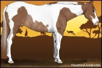 Horse Color:Chestnut Sabino Tobiano Appaloosa Rabicano