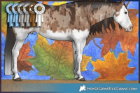 Horse Color:Liver Red Dun Sabino Splash Rabicano Brindle and Liver Red Dun Splash Brindle