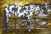 Horse Color:Black Near Leopard 