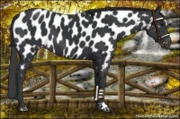 Horse Color:Black Near Leopard 